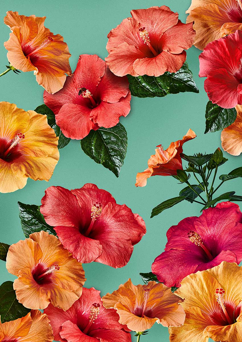 Blumenfotografie Hibiskus Poster und Fineart Prints mit Hibiskus-Blüten