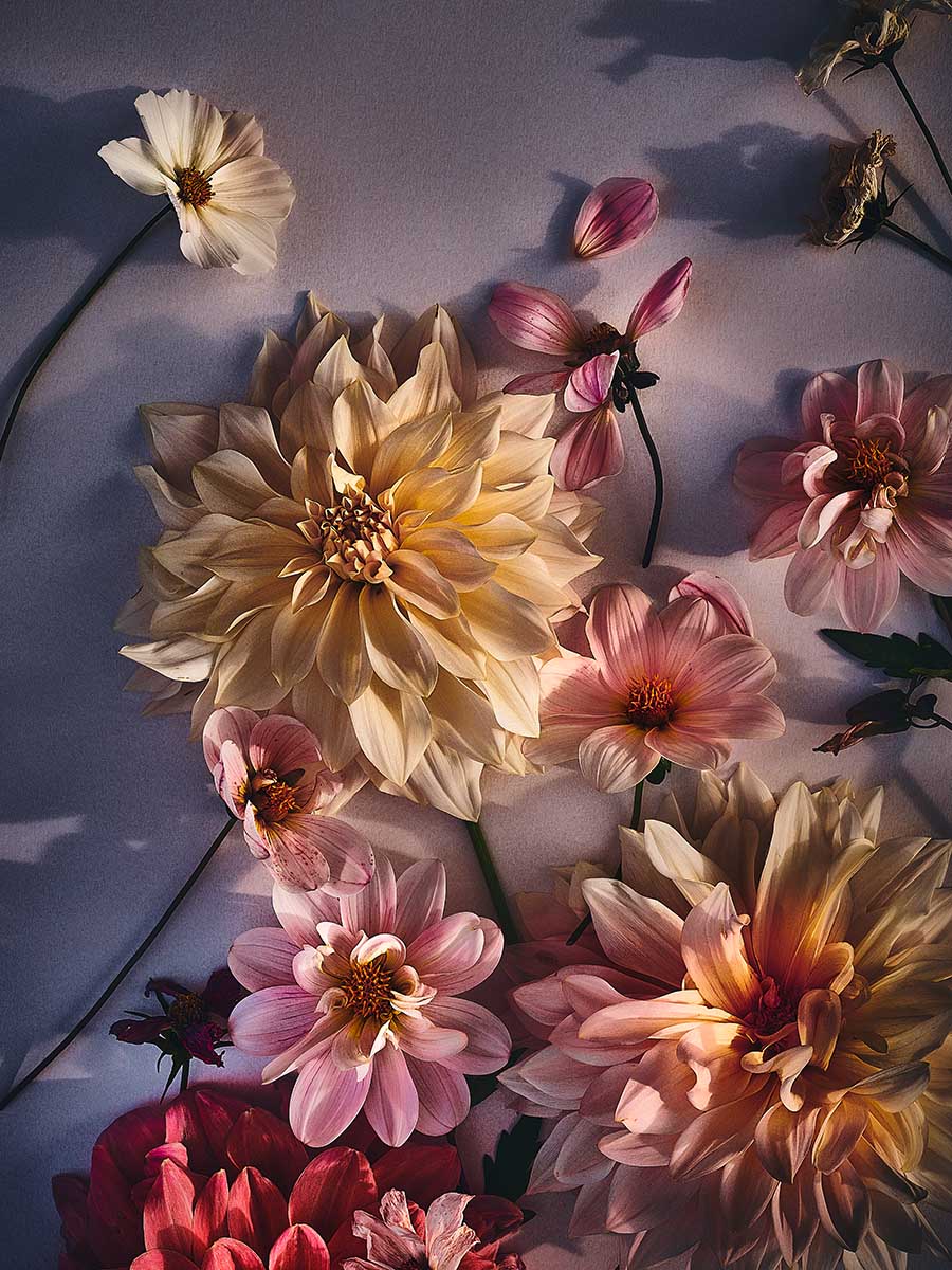 Blumenfotografie DahlienPoster und Fineart Prints mit Blumen