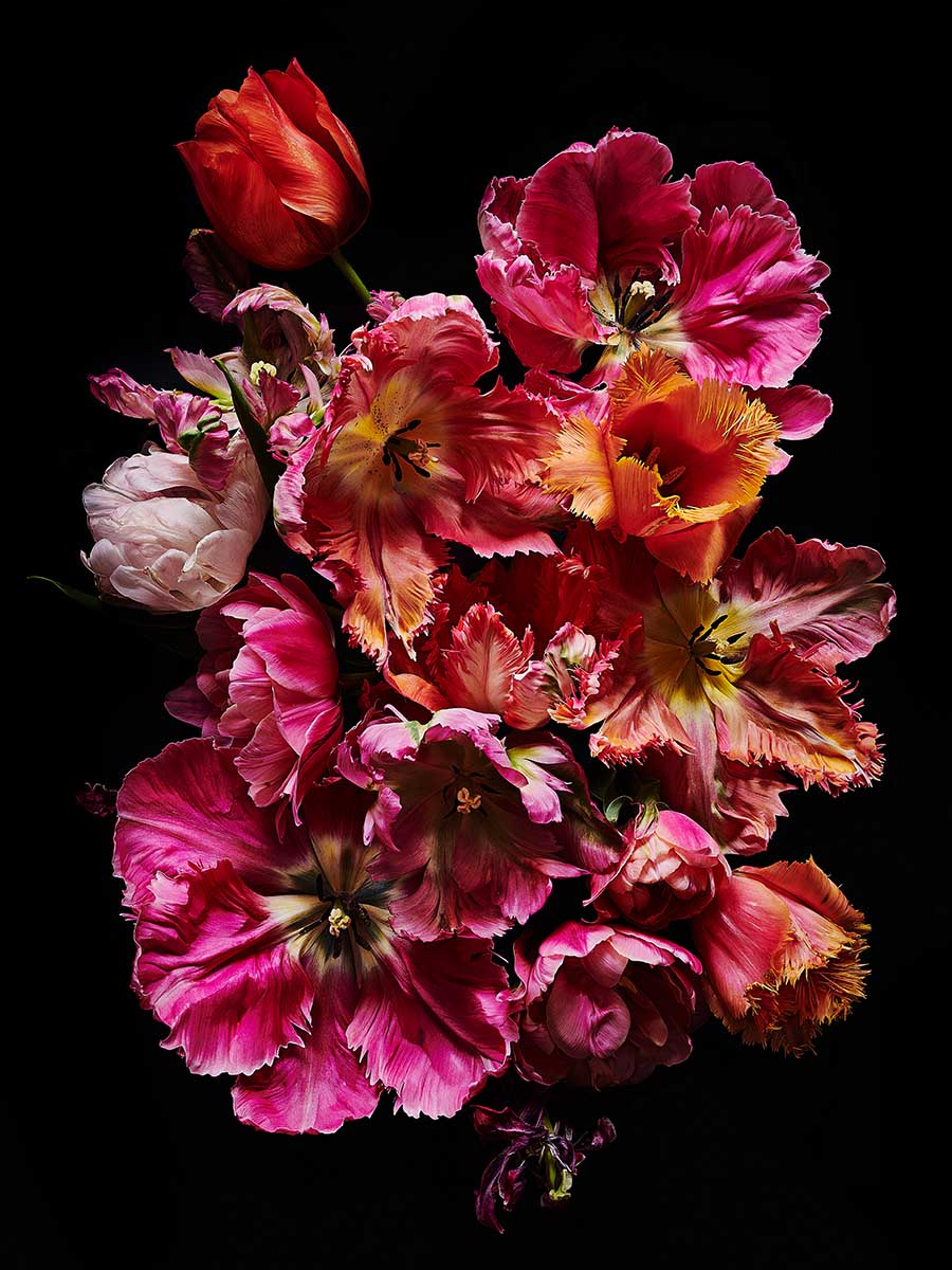Blumenfotografie Tulpen-Strauss Poster und Fineart Prints mit Blumen