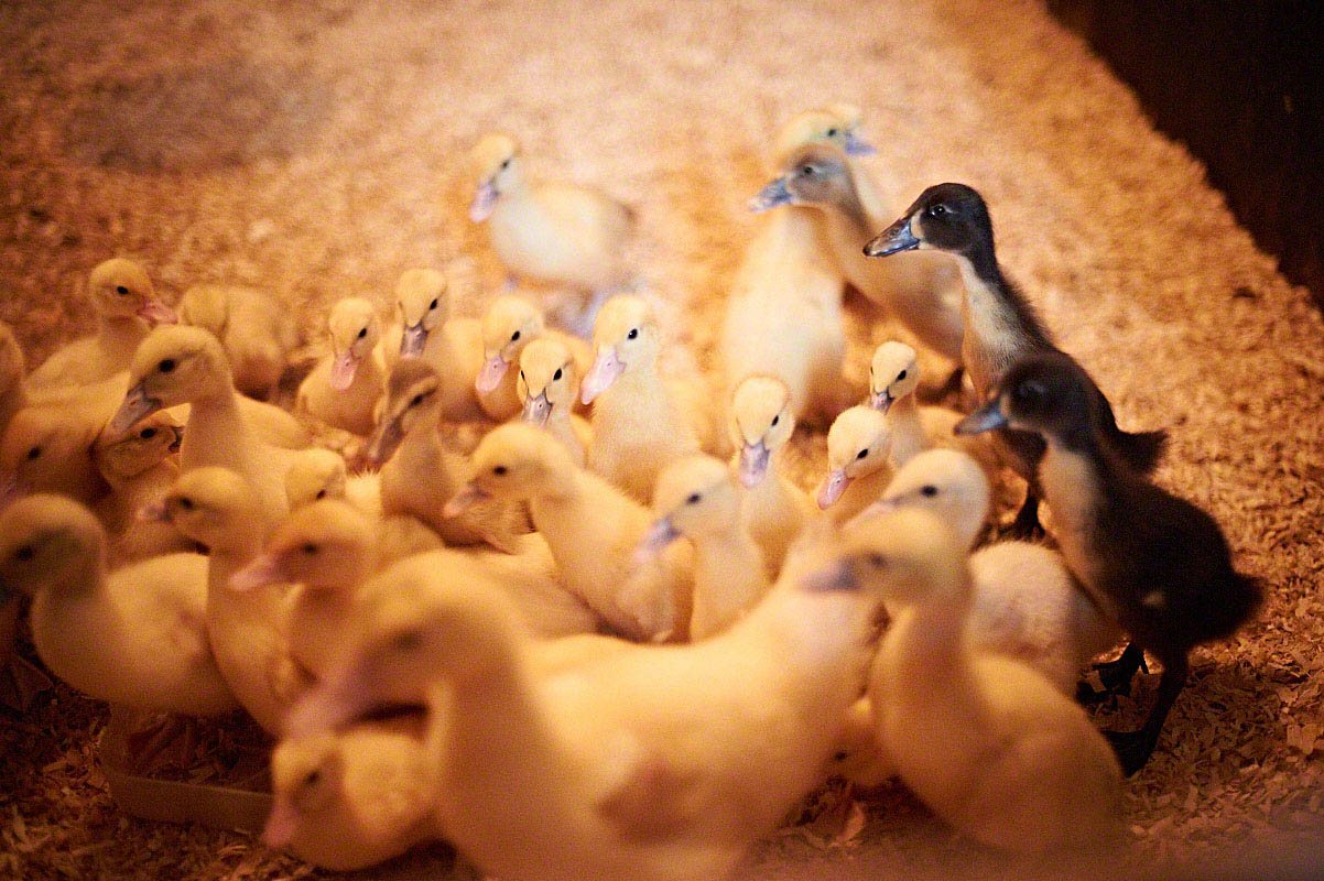 Gänse und Entenküken auf dem Bauernhof  - Stimmungsvolle Fotoreportage Bauernhof