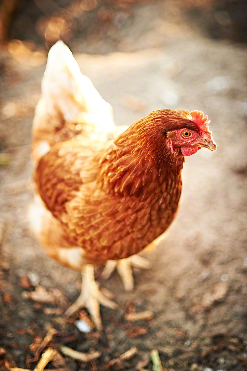 Glückliche Hühner auf dem Bauernhof  - stimmungsvolle Fotoreportage Bauernhof