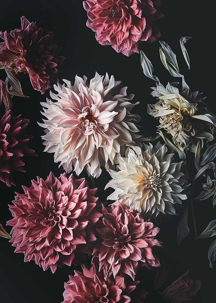 Blumenfotografie Dahlien-Blüten