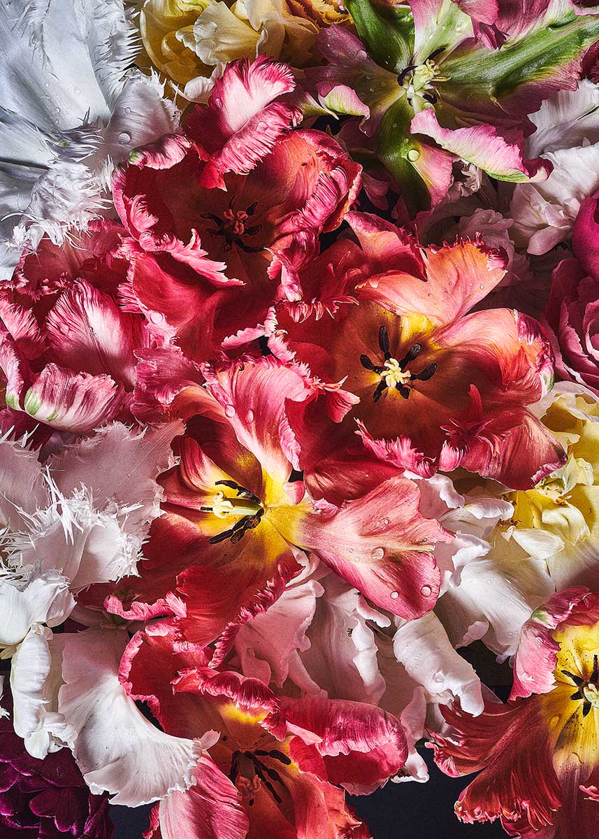 Blumenfotografie Tulpenblüten