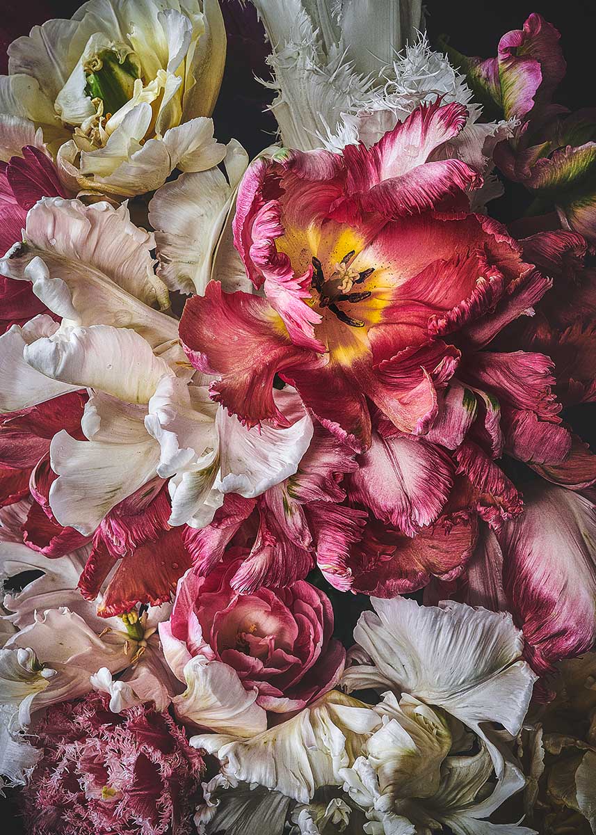 Blumenfotografie blühende Tulpen