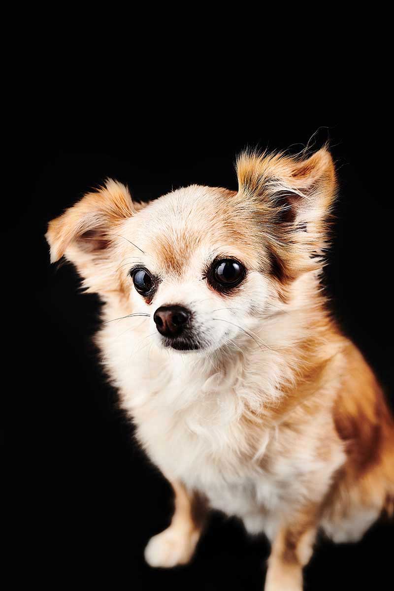 Hunde-Portraits für den guten Zweck