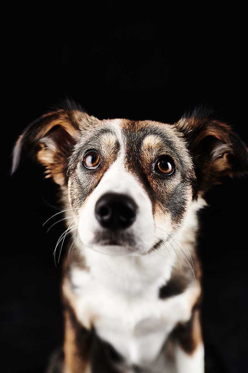 Hunde-Portraits für den guten Zweck