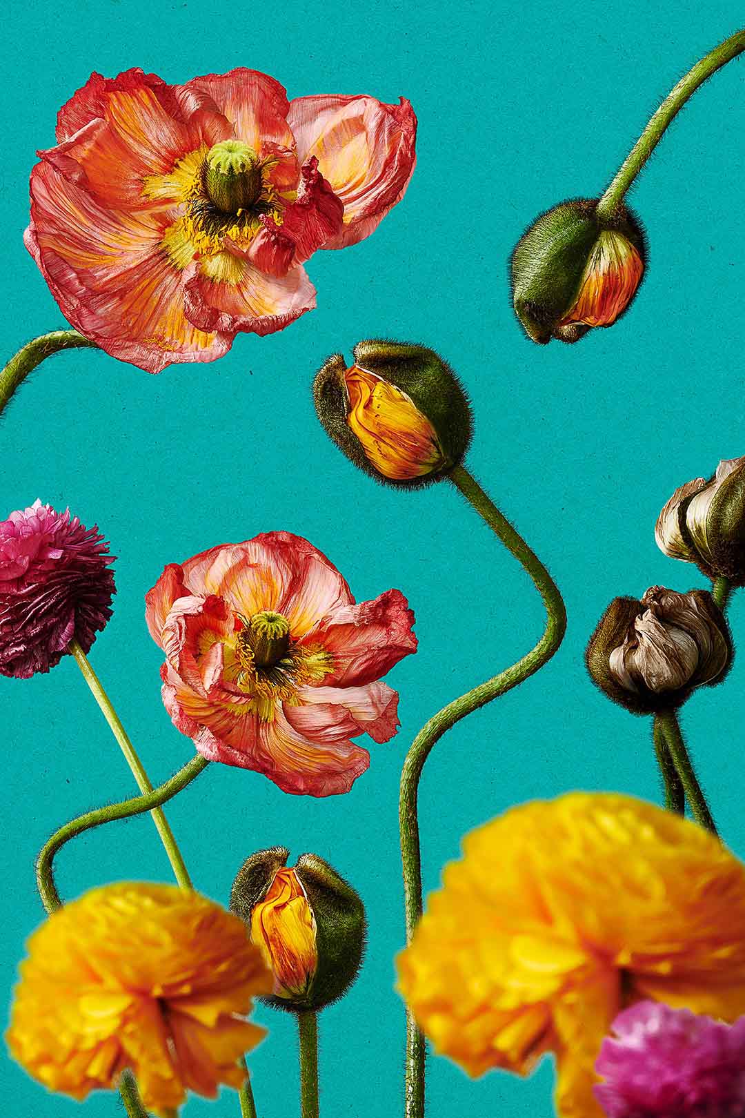 Islandmohn knallbunte Blumenfotografie