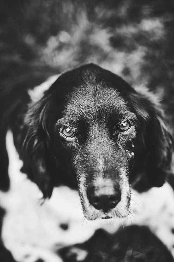 Münsterländer Jagdhund