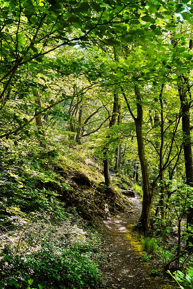 Naturfotografie für das Kochbuch Wild Wald Genuss