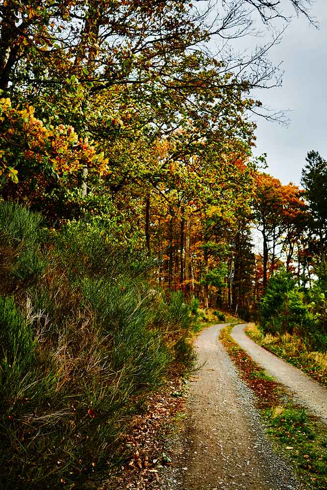 Jagdgebiet Naurath Wald im Herbst fotografiert für das Kochbuch Wild Wald Genuss