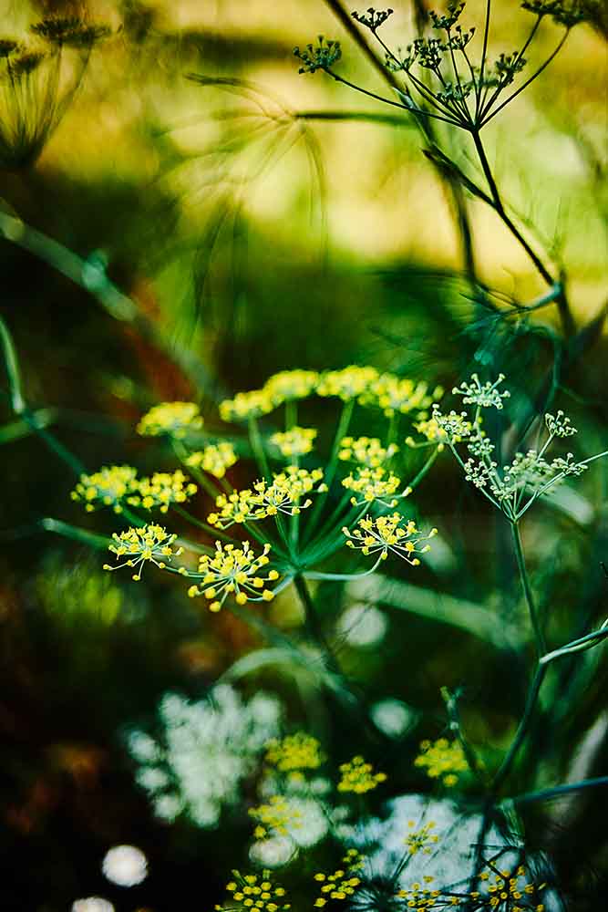 Goldfenchel Wildkräuter und Foodfotografie Kochbuch Wild Wald Genuss