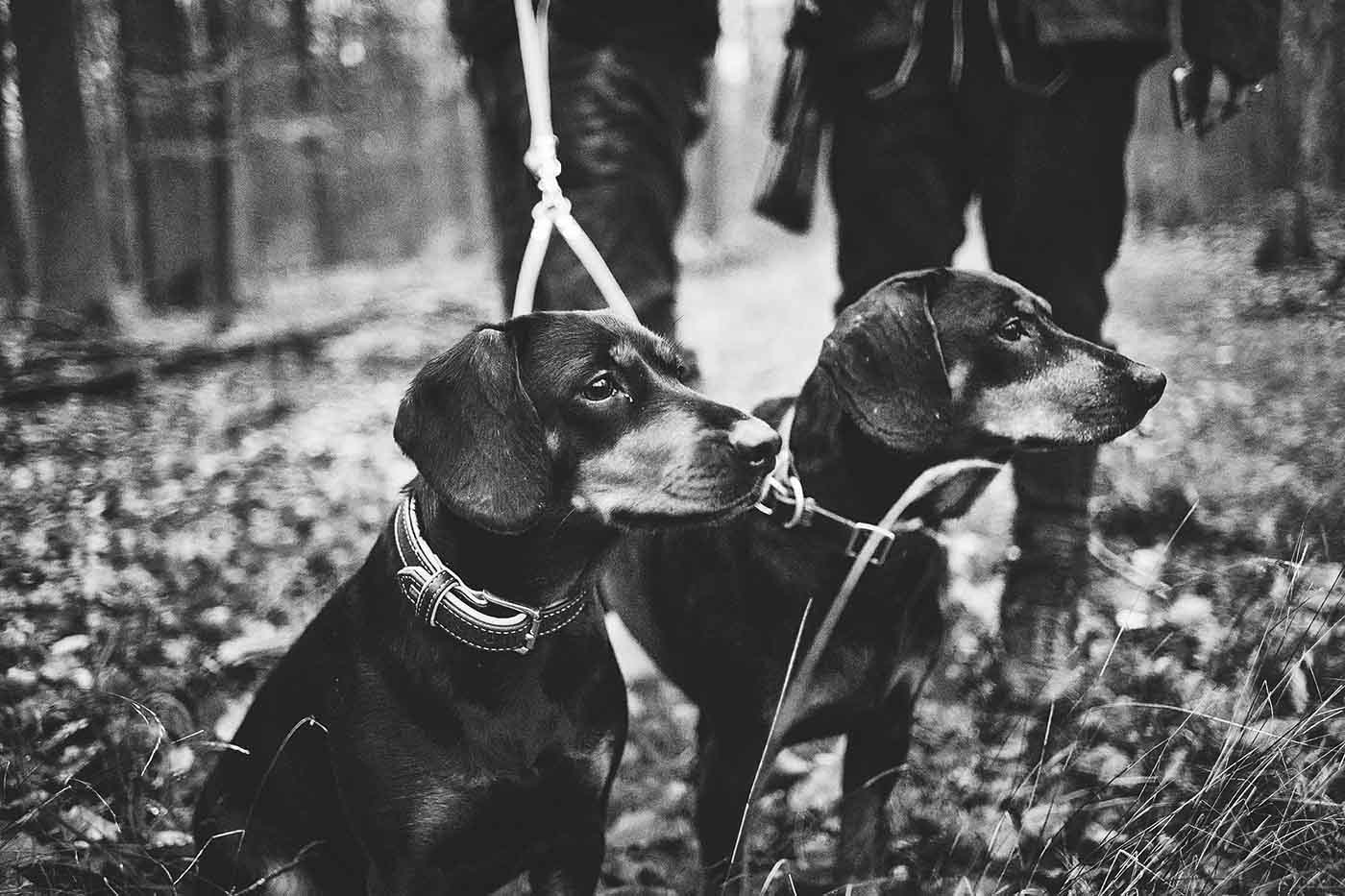 Zwei Bracken bei der Jagd Reportage und Foodfotografie Kochbuch Wild Wald Genuss