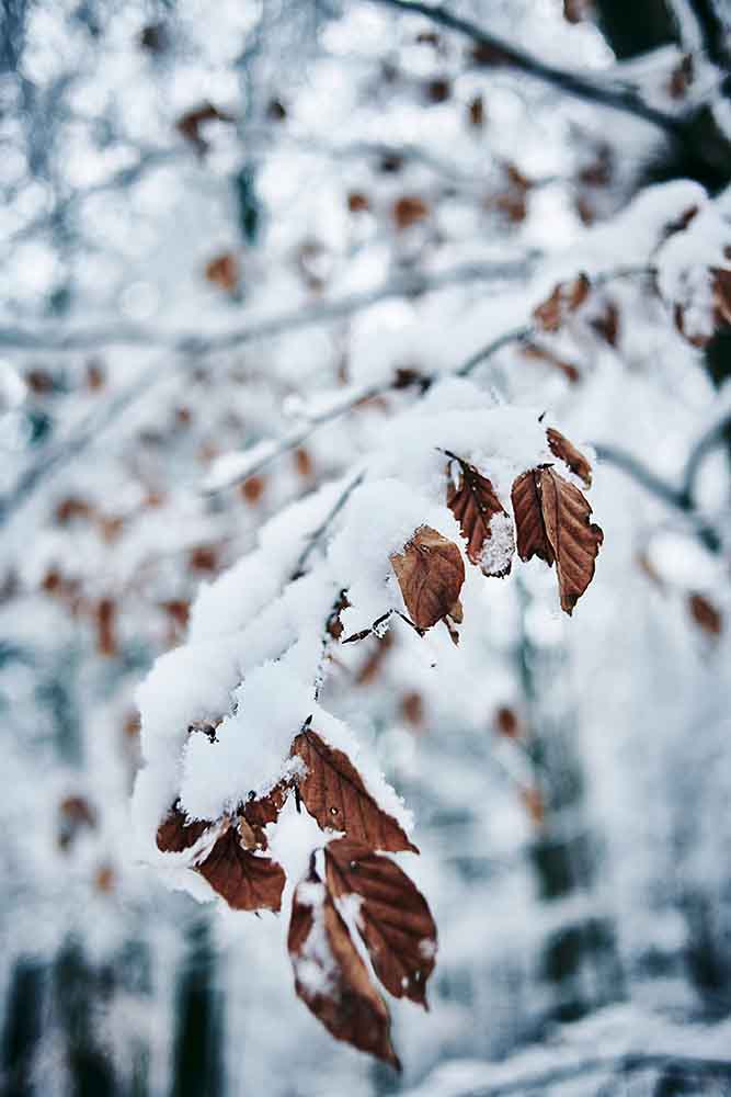 Winterwald aus dem Kochbuch Wild Wald Genuss